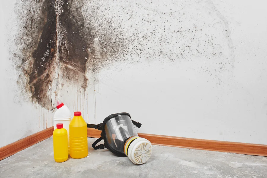 How Professionals Perform Mold Remediation Service Columbus, GA How Professionals Perform Mold Remediation Service Columbus, GA