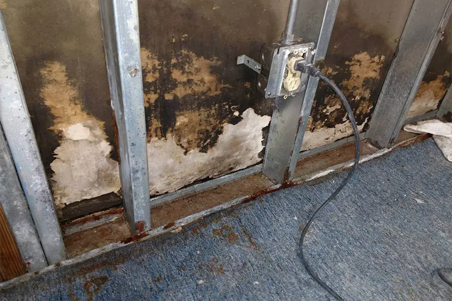 Professional Mold Removal Company in Columbus, GA