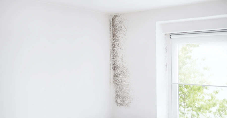 Reputable Mold Remediation Service Columbus, GA Reputable Mold Remediation Service Columbus, GA