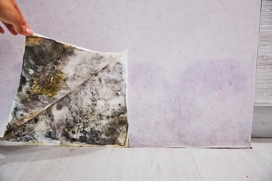 What To Expect During Mold Inspection Service in Columbus, GA What To Expect During Mold Inspection Service in Columbus, GA